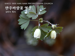 만주바람꽃